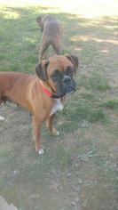 Medium Photo #1 Boxer Puppy For Sale in Lancaster, PA, USA