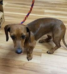 Dachshund Dogs for adoption in Canon City, CO, USA