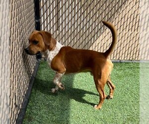 American Pit Bull Terrier-Beagle Mix Dogs for adoption in Norco, CA, USA