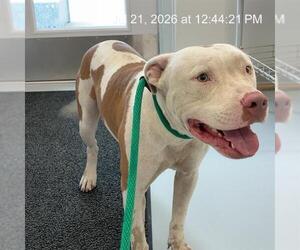 American Pit Bull Terrier Dogs for adoption in Ocala, FL, USA