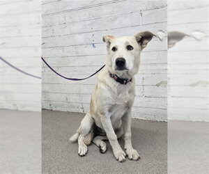 German Shepherd Dog-Unknown Mix Dogs for adoption in San Bernardino, CA, USA