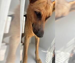 German Shepherd Dog Dogs for adoption in Houston, TX, USA