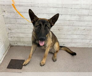 German Shepherd Dog Dogs for adoption in San Bernardino, CA, USA