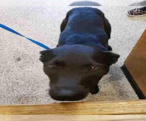 Labrador Retriever Dogs for adoption in Georgetown, TX, USA