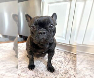 French Bulldog Dogs for adoption in St. Louis Park, MN, USA