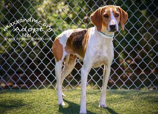 Small Treeing Walker Coonhound