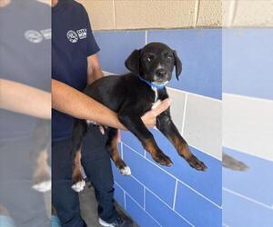 German Shepherd Dog-Unknown Mix Dogs for adoption in Norco, CA, USA