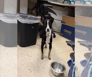 Chihuahua-Unknown Mix Dogs for adoption in Tulsa, OK, USA