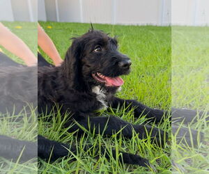 Boxer-Poodle (Standard) Mix Dogs for adoption in Valrico, FL, USA