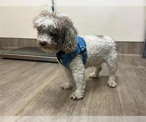 Maltese-Unknown Mix Dogs for adoption in Pasadena, CA, USA