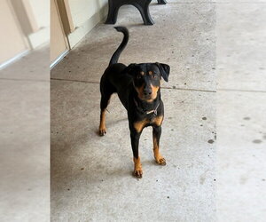 Australian Kelpie-Doberman Pinscher Mix Dogs for adoption in South Lake Tahoe, CA, USA