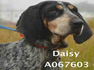 Bluetick Coonhound Dogs for adoption in Mobile, AL, USA
