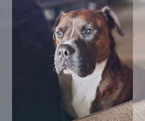Boxer Dogs for adoption in St Louis, MO, USA