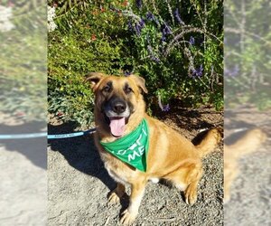 Mutt Dogs for adoption in Sonoma, CA, USA