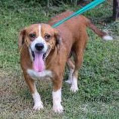 Beagle-Unknown Mix Dogs for adoption in Madisonville, TN, USA
