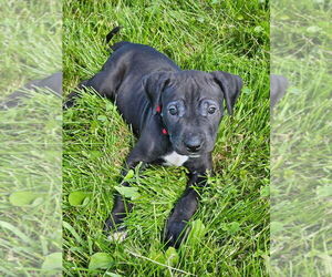 American Pit Bull Terrier-Labrador Retriever Mix Dogs for adoption in Bemidji, MN, USA