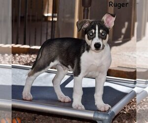 Australian Shepherd-Siberian Husky Mix Dogs for adoption in Cave Creek, AZ, USA