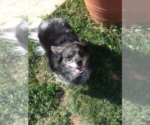 Mutt Dogs for adoption in Colton, CA, USA