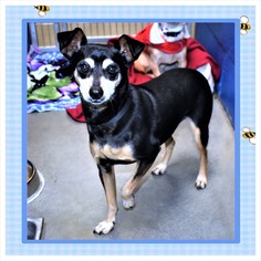 American Rat Pinscher Dogs for adoption in San Jacinto, CA, USA