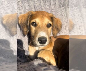 Greyhound-Unknown Mix Dogs for adoption in Laramie, WY, USA