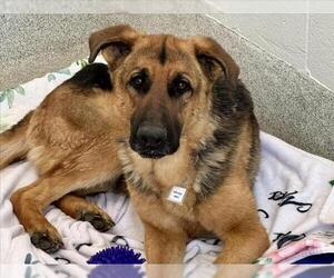 German Shepherd Dog Dogs for adoption in Fort Collins, CO, USA