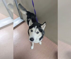 Siberian Husky Dogs for adoption in Ogden, UT, USA