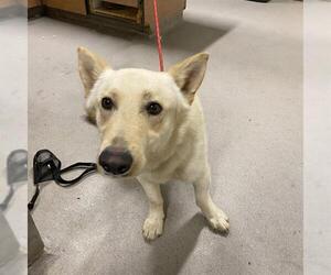 Border Collie-Unknown Mix Dogs for adoption in Modesto, CA, USA