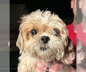 Shih Tzu Dogs for adoption in Studio City, CA, USA