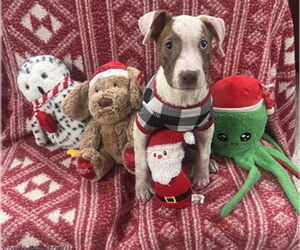 Catahoula Leopard Dog-Unknown Mix Dogs for adoption in Pasadena, TX, USA