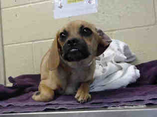 Puggle Dogs for adoption in Downey, CA, USA