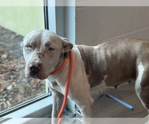 American Bulldog-Unknown Mix Dogs for adoption in Tavares, FL, USA