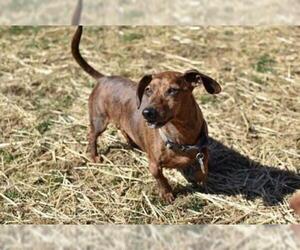 Dachshund Dogs for adoption in Kettering, OH, USA
