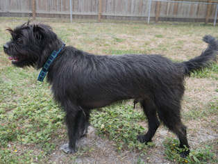 Medium Photo #1 Mutt Puppy For Sale in Sarasota, FL, USA