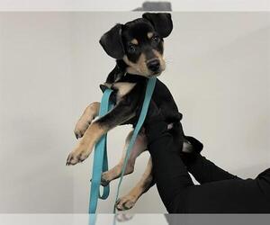 Australian Kelpie-Unknown Mix Dogs for adoption in Corona, CA, USA