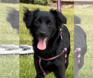 Chihuahua-Spaniel Mix Dogs for adoption in Lake Elsinore, CA, USA