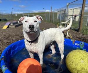 American Pit Bull Terrier-Unknown Mix Dogs for adoption in McKinleyville, CA, USA