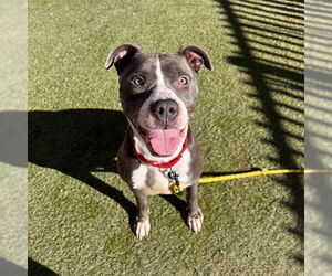 Mutt Dogs for adoption in Las Vegas, NV, USA