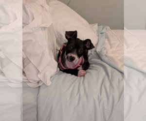 Mutt Dogs for adoption in Holly Springs, NC, USA