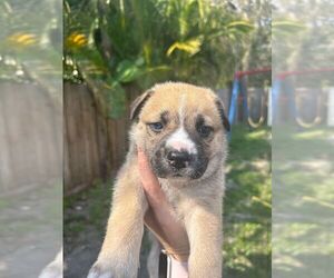 Huskies -Unknown Mix Dogs for adoption in Oakland Park , FL, USA