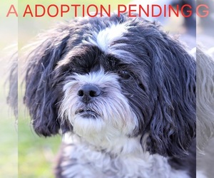 Shih Tzu Dogs for adoption in Estherville, IA, USA