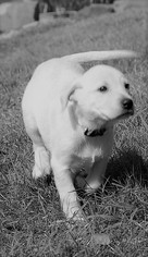 Medium Photo #1 Pointer-Unknown Mix Puppy For Sale in Houston, TX, USA