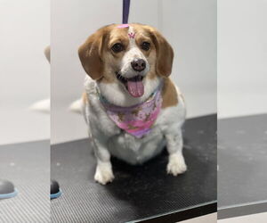 Beagle-Unknown Mix Dogs for adoption in Rockaway, NJ, USA