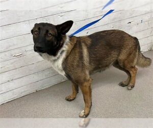 German Shepherd Dog-Unknown Mix Dogs for adoption in San Bernardino, CA, USA