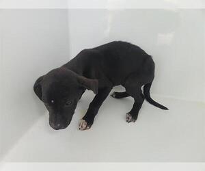 Labrador Retriever-Unknown Mix Dogs for adoption in Houston, TX, USA