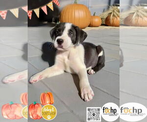 Labrador Retriever Dogs for adoption in Menifee, CA, USA