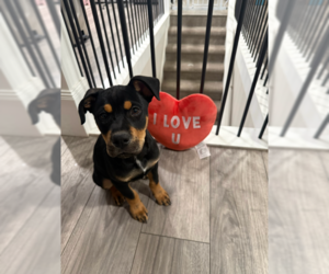 Labrottie Dogs for adoption in MIDWAY, UT, USA