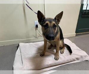 German Shepherd Dog-Unknown Mix Dogs for adoption in Pasadena, CA, USA