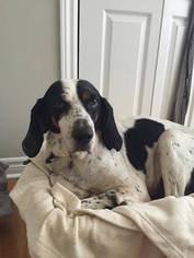 Medium Photo #1 Bluetick Coonhound Puppy For Sale in Ontario, , USA