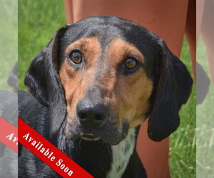 Black and Tan Coonhound-Unknown Mix Dogs for adoption in Huntley, IL, USA