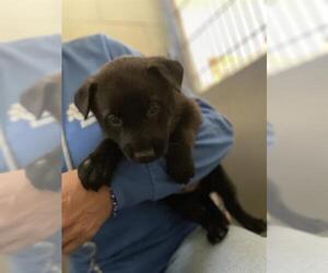 Siberian Husky-Unknown Mix Dogs for adoption in Riverside, CA, USA